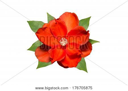 Red Orange Flower with Green Leaves Isolated on White Background