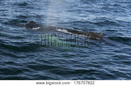 Humpback whale in the Atlantic ocean. Iceland.