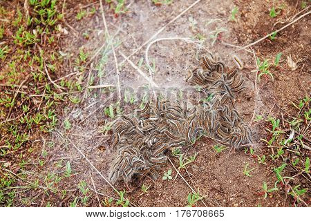 many furry caterpillars in green grass with natural cobwebs.