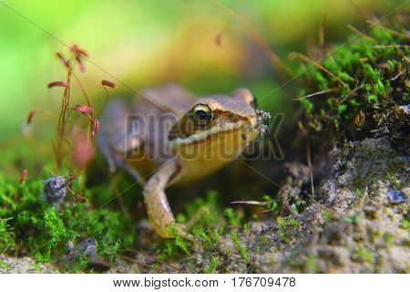 Little wild frog hides in green moss in swamp