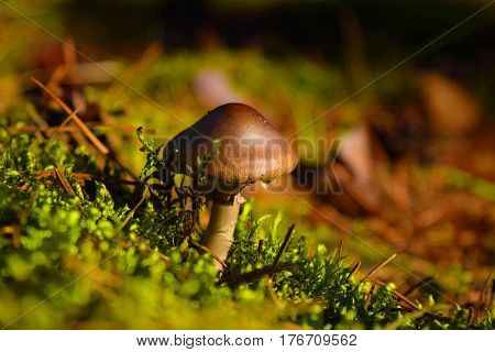 Wild mushroom in forest Altai Region Siberia Russia