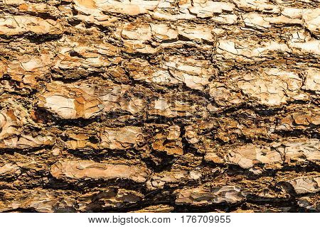 Bark Of Pine Tree Teture.