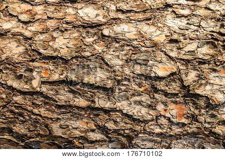 Bark Of Pine Tree Teture.