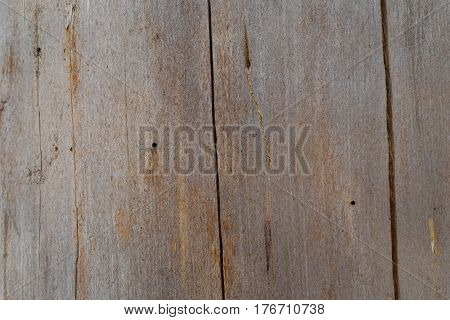 Brown bark of old pine background texture