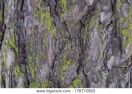 Bark Of Pine With Lichen And Moss Background Texture