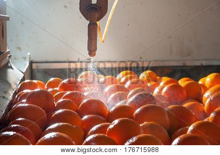 The Working Of Citrus Fruits