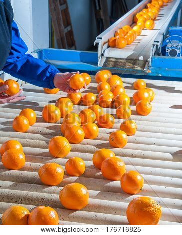 Manual checking of tarocco oranges in the carriage of a modern production line