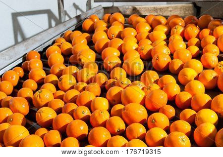 The Working Of Orange Fruits