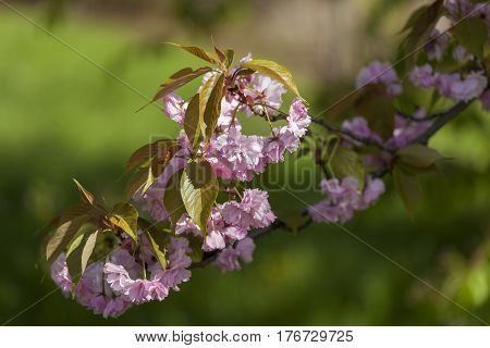 Flowering Of A Beautiful Japanese Cherry In A Botanical Garden. Cherry Small-log. Spring. Kiev. Ukra