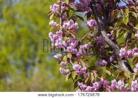 Flowering Of A Beautiful Japanese Cherry In A Botanical Garden Against A Background Of Green Leaves.