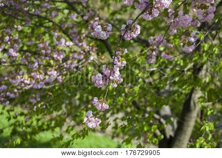 Flowering Of A Beautiful Japanese Cherry In A Botanical Garden Against A Background Of Green Leaves.