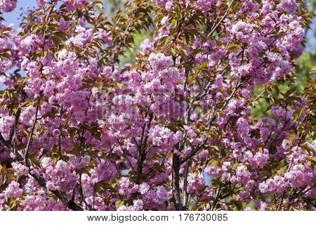 Flowering Of A Beautiful Japanese Cherry In A Botanical Garden. Cherry Small-log. Spring. Kiev. Ukra
