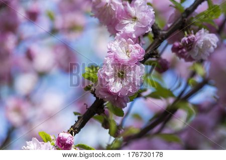 Flowering Of A Beautiful Japanese Cherry In A Botanical Garden. Cherry Small-log. Spring. Kiev. Ukra