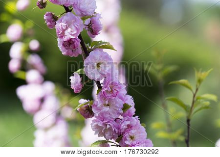 Flowering Of A Beautiful Japanese Cherry In A Botanical Garden Against A Background Of Green Leaves.