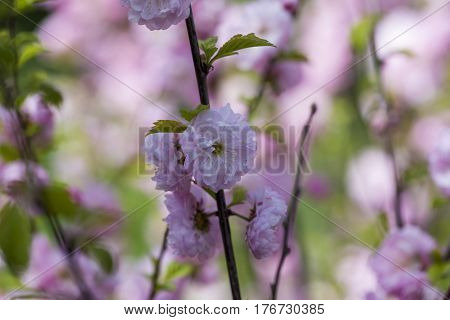 Flowering Of A Beautiful Japanese Cherry In A Botanical Garden. Cherry Small-log. Spring. Kiev. Ukra