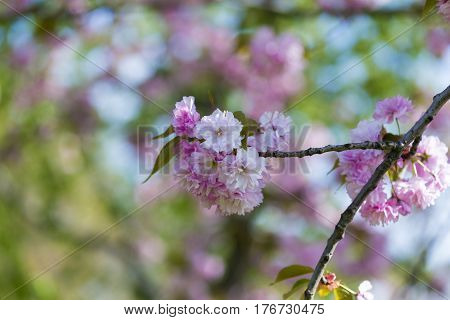 Flowering Of A Beautiful Japanese Cherry In A Botanical Garden. Cherry Small-log. Spring. Kiev. Ukra