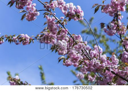 Flowering Of A Beautiful Japanese Cherry In A Botanical Garden Against A Blue Sky. Cherry Small-log.