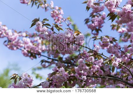Flowering Of A Beautiful Japanese Cherry In A Botanical Garden Against A Blue Sky. Cherry Small-log.