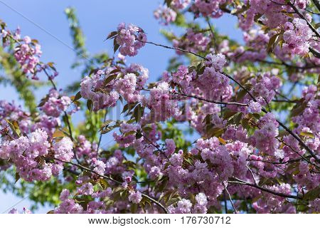 Flowering Of A Beautiful Japanese Cherry In A Botanical Garden Against A Blue Sky. Cherry Small-log.
