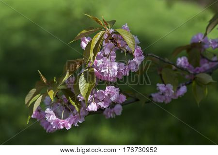 Flowering Of A Beautiful Japanese Cherry In A Botanical Garden Against A Background Of Green Leaves.
