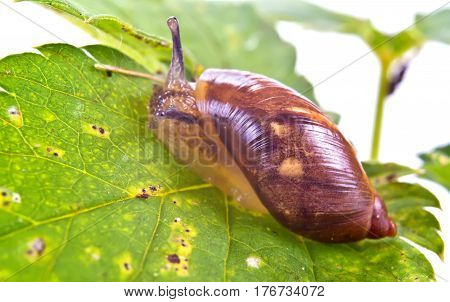Animal snail on the green leaf of plant