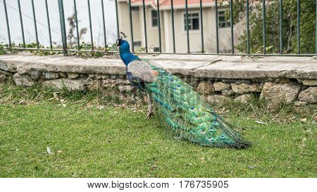 Istanbul, Turkey - March 2, 2017:  A peacock walking in the gardens of Adile Sultan palace in Istanbul