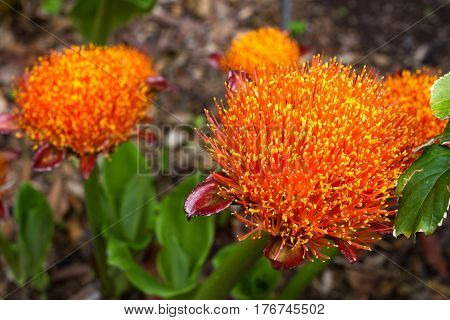 Scadoxus puniceus red blood lily flower. Paintbrush lilium