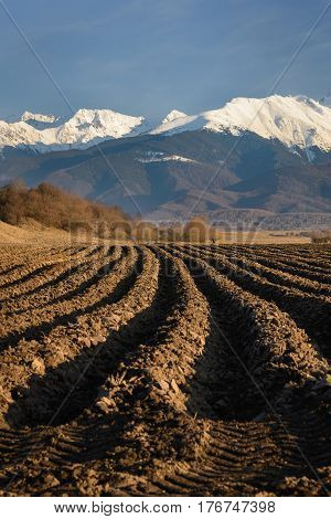 Plowed land with furrows row pattern prepared for crop in spring day. Vertical perspective view with snowy mountains in background and blue sky