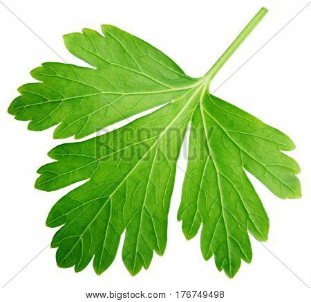Single Parsley Herb (coriander) Leaf Isolated On White