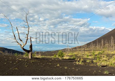Dead wood - a consequence of a catastrophic release of ash during the eruption of the volcano in 1975 Tolbachik north breakthrough - Kamchatka