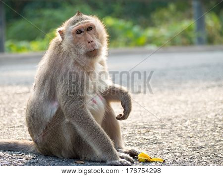 Monkey (crab-eating macaque) Asia Thailand animal, wildlife