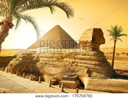 Palms near sphinx and pyramid in egyptian desert