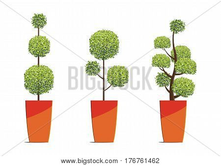Tree round shape in pots isolated on white background.