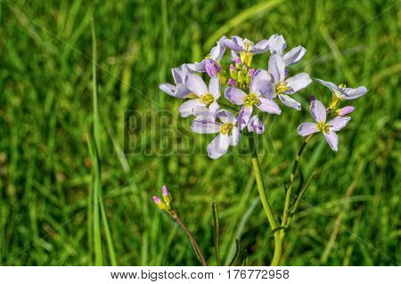 Vilolet Flower