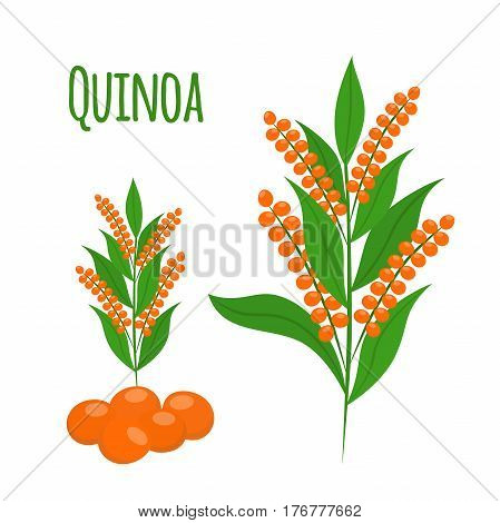 Quinoa set. Seeds, healthy quinoa vegetarian food. Cartoon flat vector style.