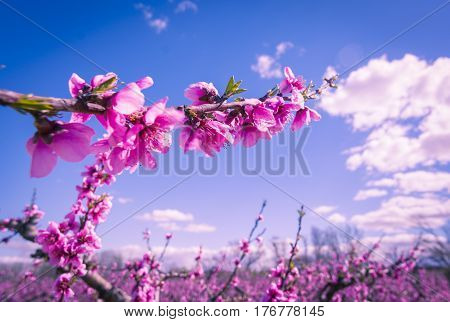 Blossoming peach tree in Aitona, a beautiful town in Catalonia, Spain. Flowers sprout during the spring and the landscape is transformed. The fields flowered transmit sensations positive and of hope.