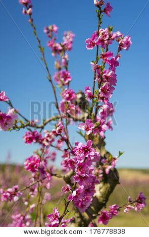 Blossoming peach tree in Aitona, a beautiful town in Catalonia, Spain. Flowers sprout during the spring and the landscape is transformed. The fields flowered transmit sensations positive and of hope.