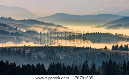 Morning Fog Among Trees