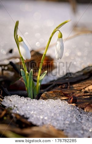 Snowdrops growing in forest through old leaves and snow patches. Warm sunlight emphasizes the purity and tenderness of snowdrops. Vertical view.