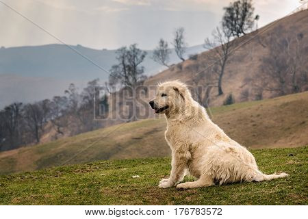 White romanian shepherd dog paying attention to sheep up on the hills on a cloudy day. Very early spring time of the year brown tones landscape.