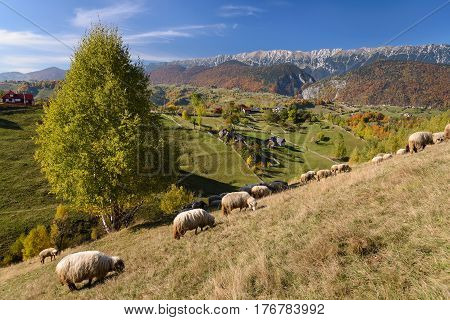 Alpine landscape with grazing sheep in the foreground and Piatra Craiului mountains in background. Early fall near Brasov Transylvania Romania Europe