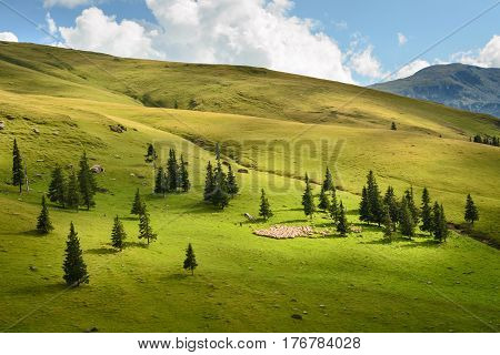Flock of sheep grazing grass on green alpine pasture surrounded by fir trees in a sunny afternoon. Traditional farmland Carpathians Romania.