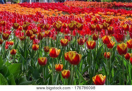 Many buds of red and orange blossoming tulips on the gaden