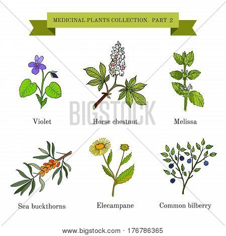 Vintage collection of hand drawn medical herbs and plants. Botanical vector illustration.