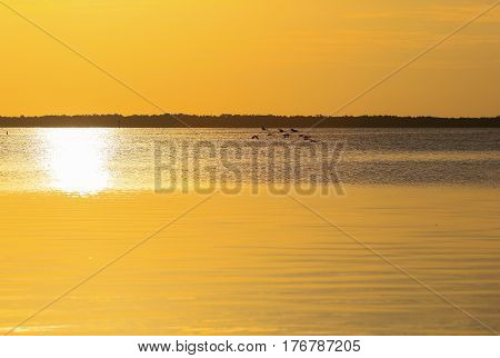 Flock Of Birds In The Sunset