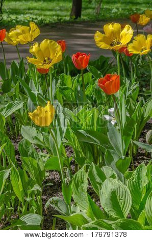 Some buds of red and yellow blossoming tulips on the gaden