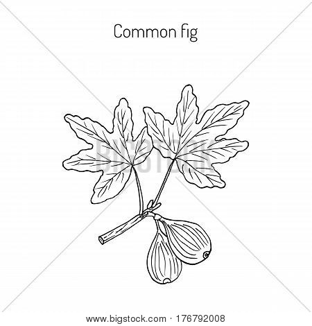 Common fig Ficus carica . Hand drawn botanical vector illustration