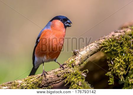 Bullfinch Perched On Branch