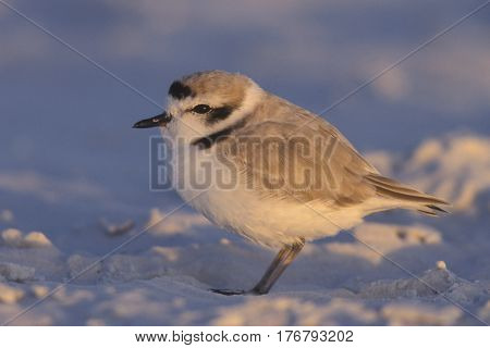 A Snowy Plover, Charadrius nivosus on the white sand of Siesta Key, Florida near sunset
