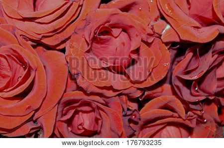 rose flower dew love macro spring red